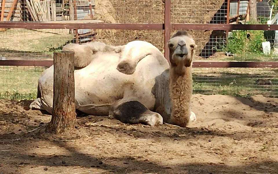 Поделиться с животными дарами осени пригласил Воронежский зоопарк