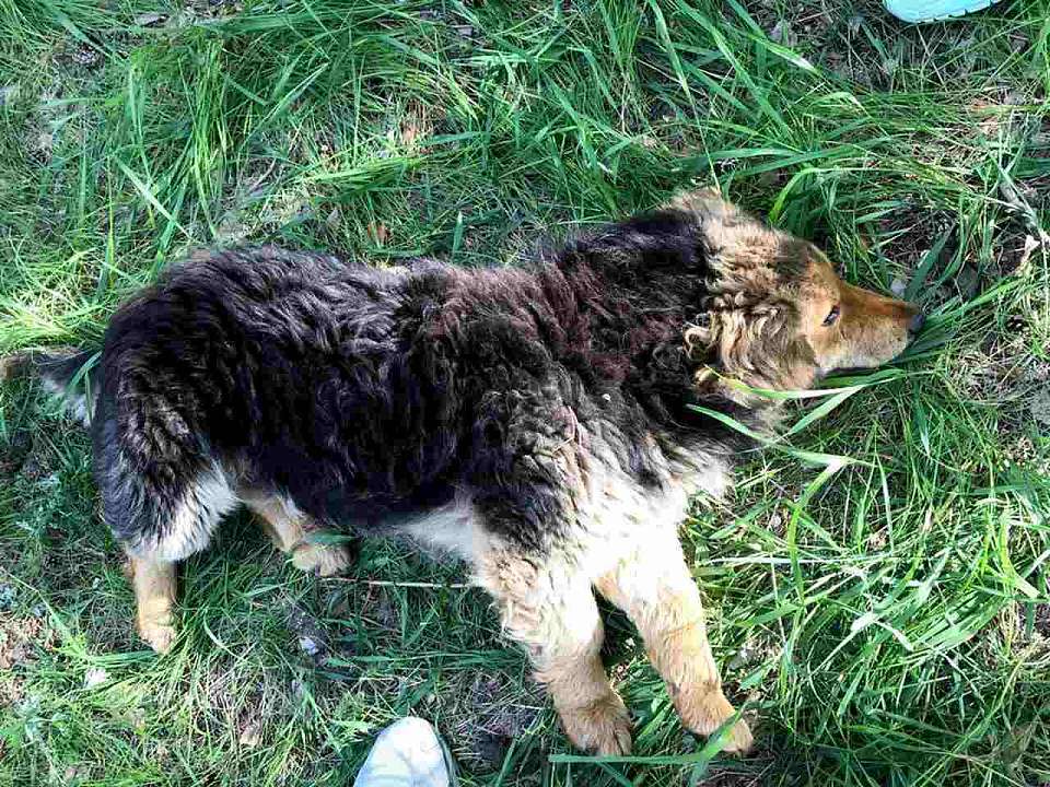 Покусавшую трёх детей собаку отловили в Воронеже