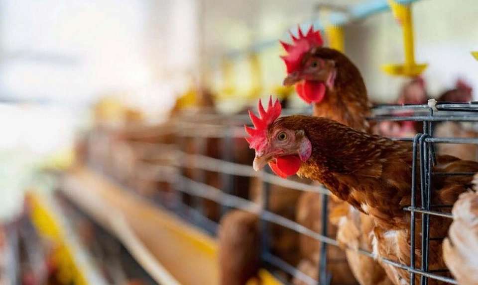 Куры-несушки погибли на предприятии в Воронежской области