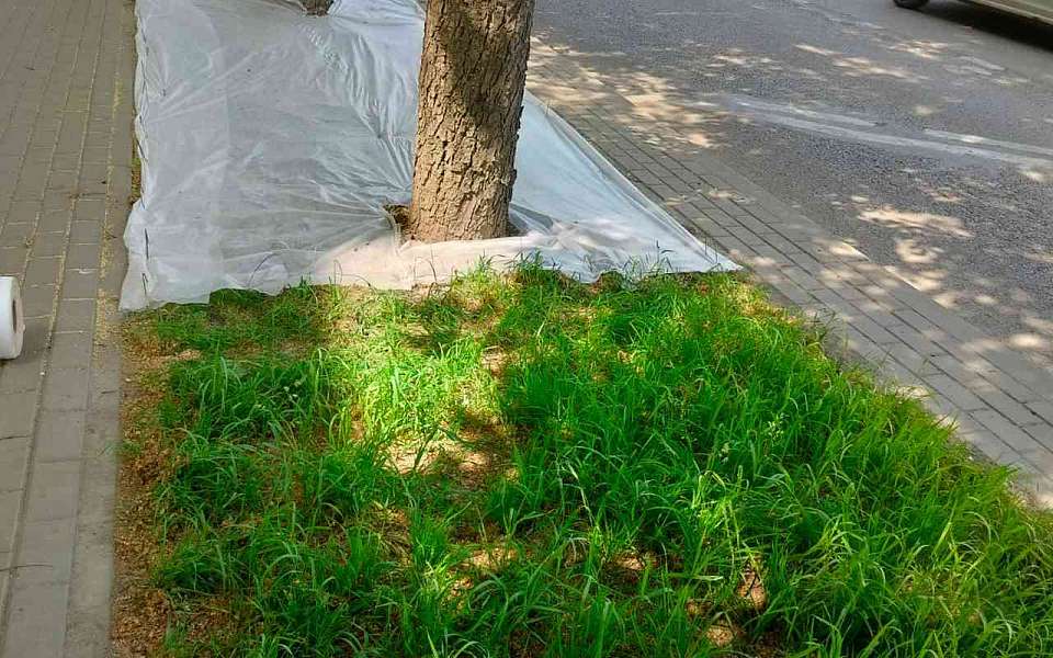 В Ленинском районе стремятся к повышению уровня озеленения территории