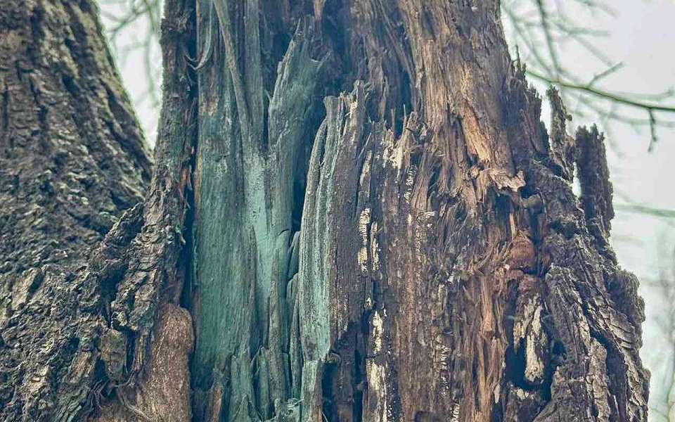 На площади Ленина вырубят деревья в Воронеже