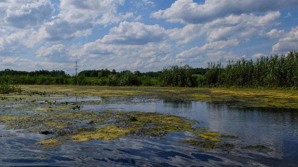 После сброса стоков воронежские экологи взяли пробы воды из Тихой Сосны