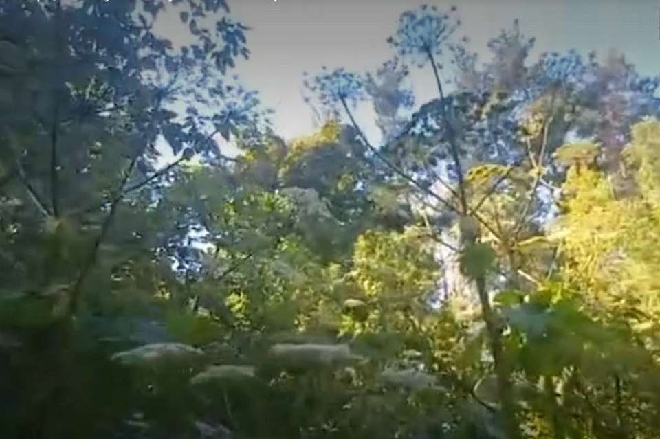 Борщевик высотой пять метров нашли в Ботаническом саду в Воронеже