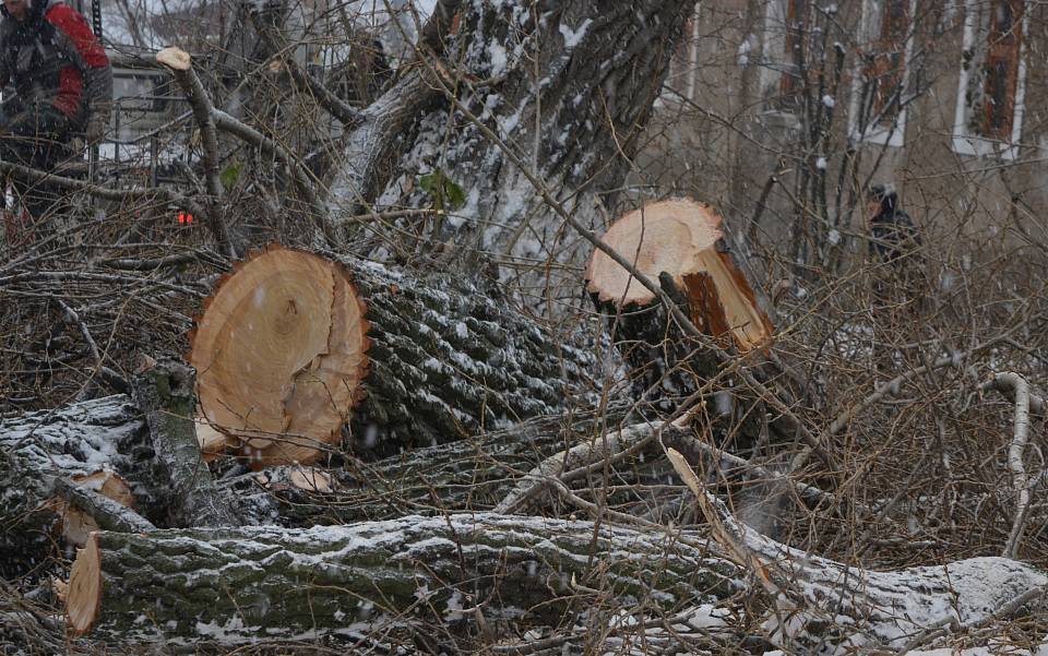 В Центральном районе продолжается работа по приведению в порядок зеленых насаждений