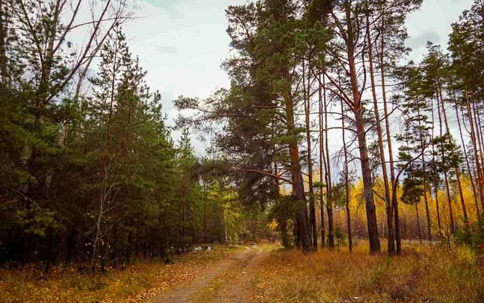 Постепенное похолодание придет на рабочей неделе в Воронежскую область