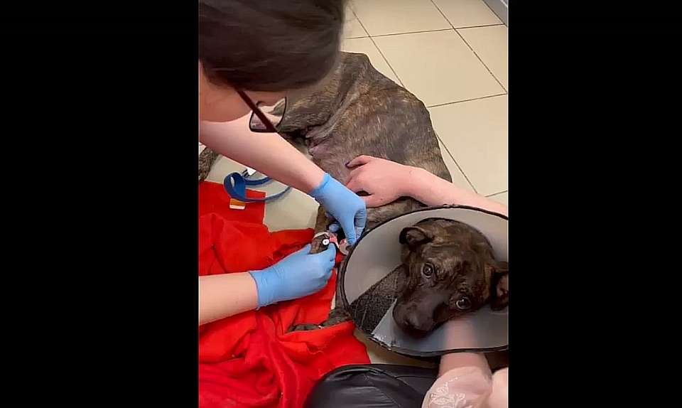 В Воронеже спасли истощённую собаку, которую морили голодом хозяева