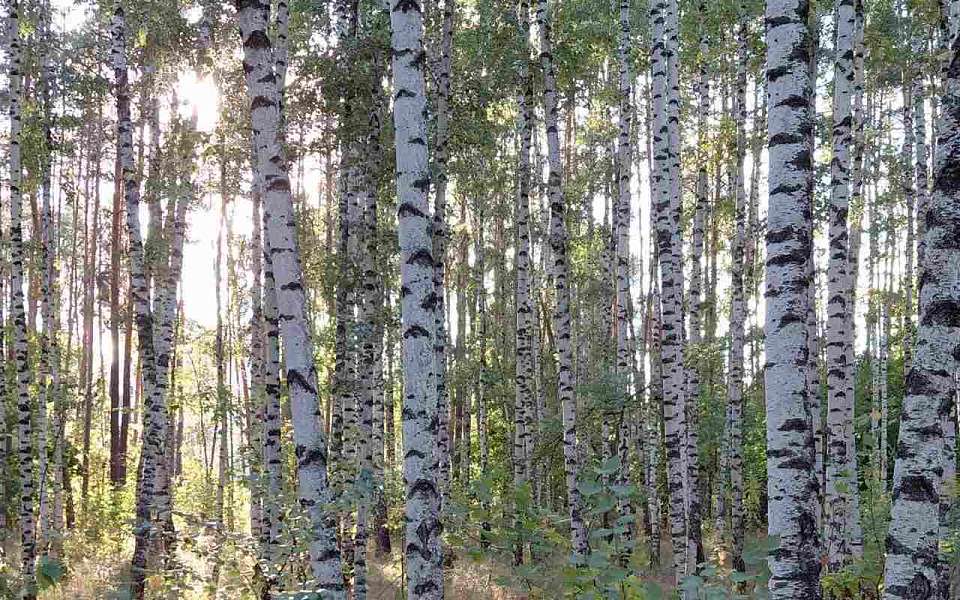 О погоде на 8 сентября рассказали воронежские синоптики