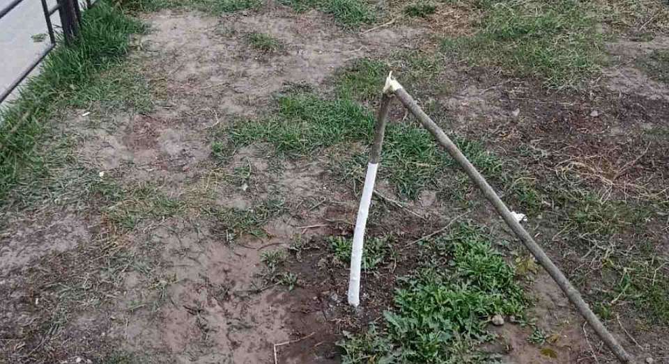 Два деревца сломал агрессивный мужчина в Воронеже