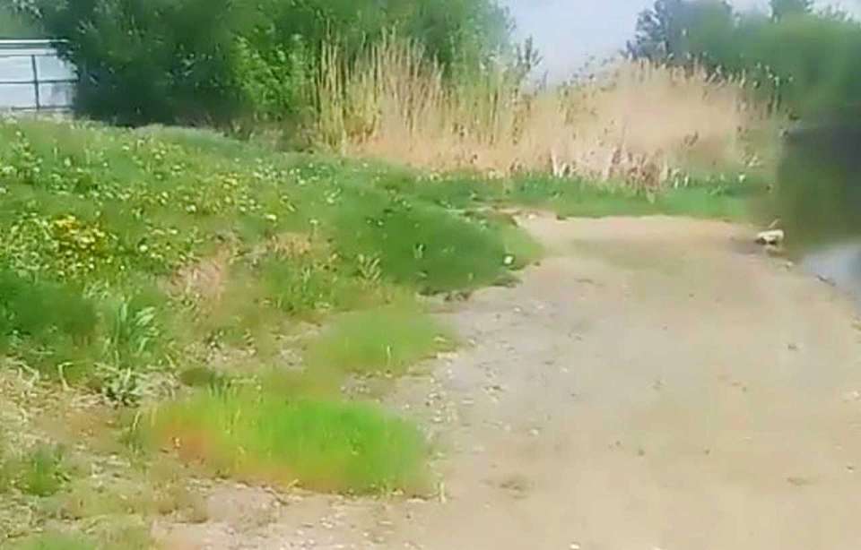 В канализационный отстойник в Воронежской области превратили городской пляж