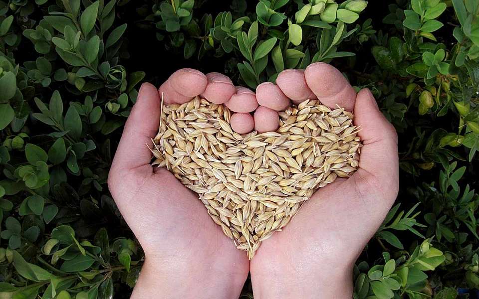 С начала года забраковали 40 деклараций на зерно в Воронежской области