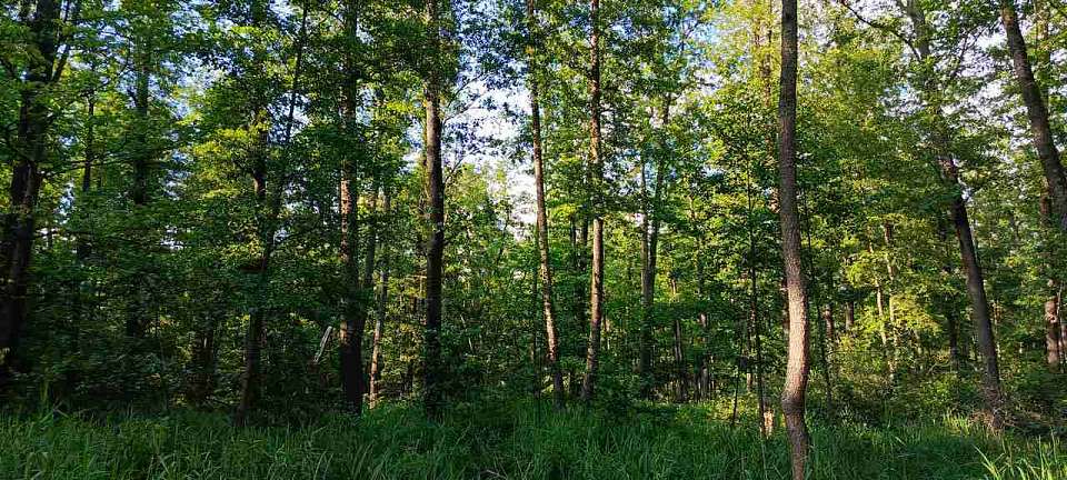 Министр экологии провела приём в Левобережном районе: Тавровский лес получит охранный статус
