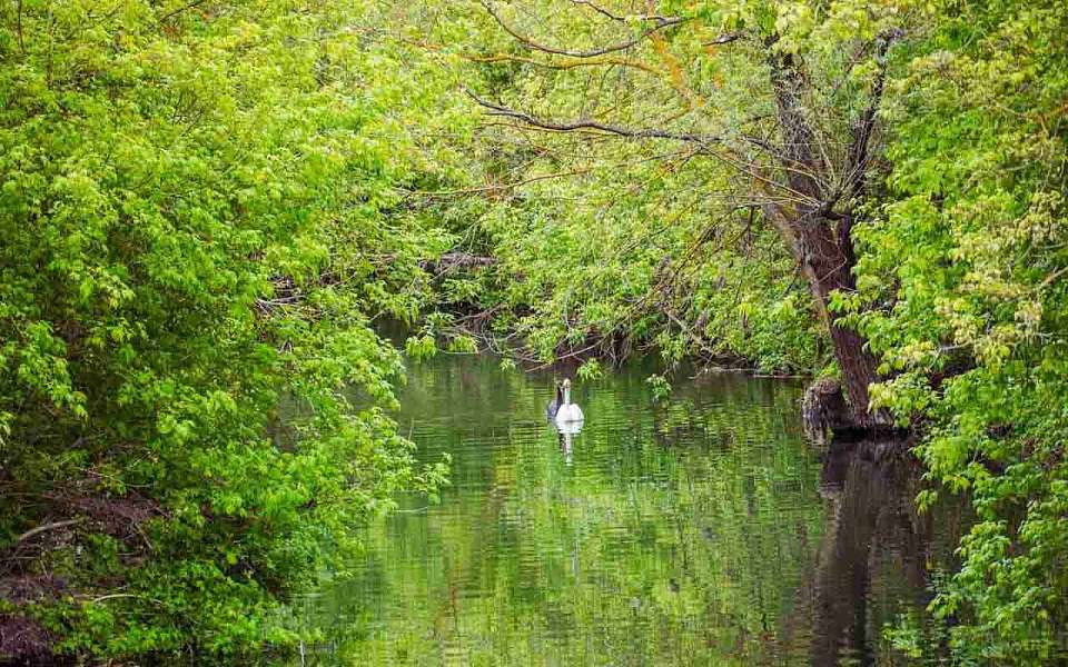 С 6 июля введут запрет на посещение лесов в Воронежской области