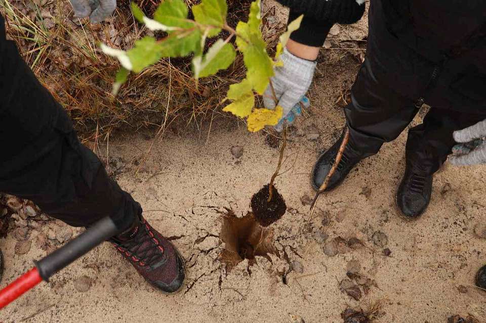 Под Воронежем высадили 17 тыс. сеянцев тополя на восстановление пострадавшего от пожара участка