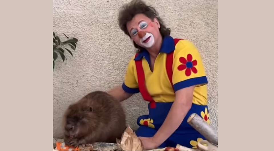 Звездой клипа Росгосцирка стала воронежская бобриха