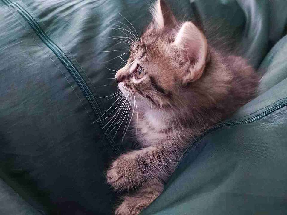 В районе Воронежской области ввели карантин из-за бешенства котёнка