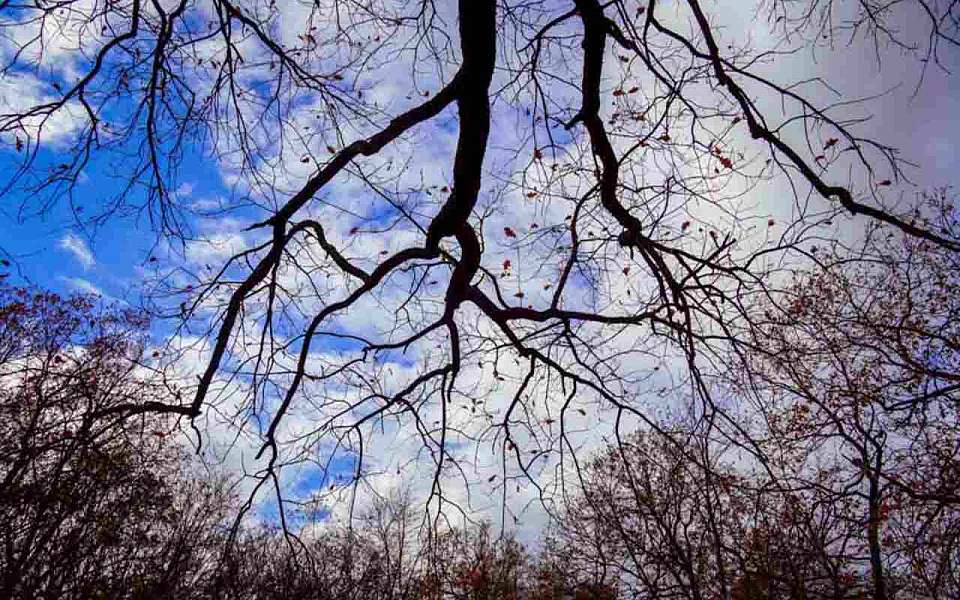 Какая погода установится в среду, 19 ноября, рассказали воронежские синоптики