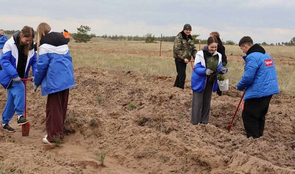 Из космоса будет видно слово из деревьев «Победа» в Воронежской области
