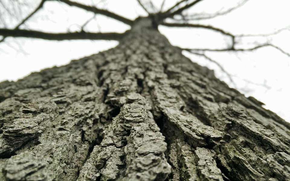 Вековые дубы на 5,3 млн рублей вырубили в Воронежской области