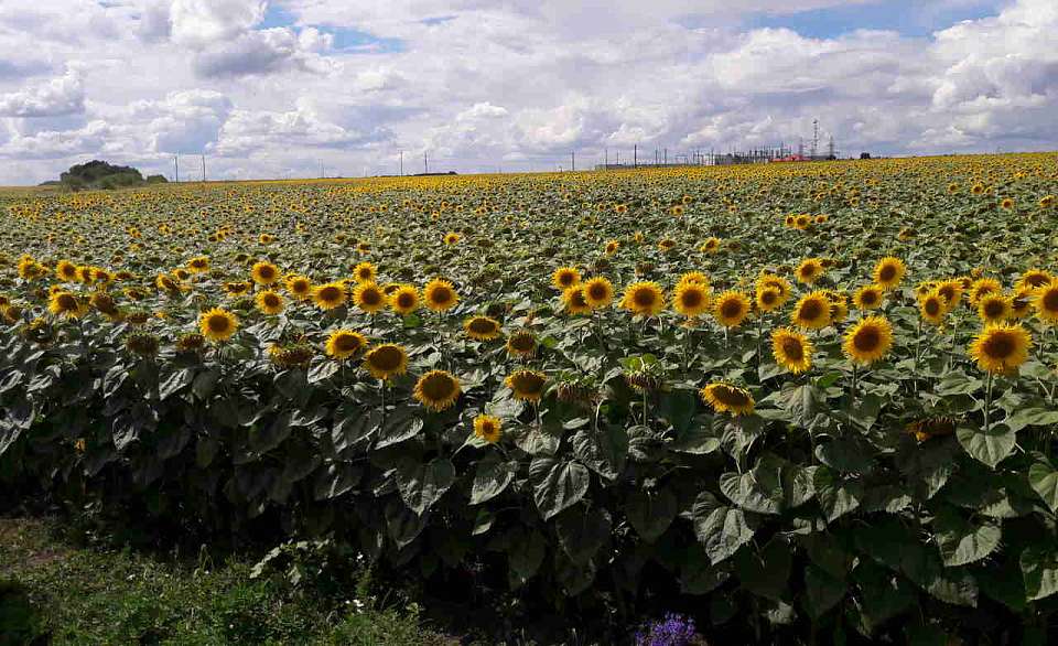 На экспорт из Воронежской области пошло свыше 9 тысяч тонн зерна и другой продукции