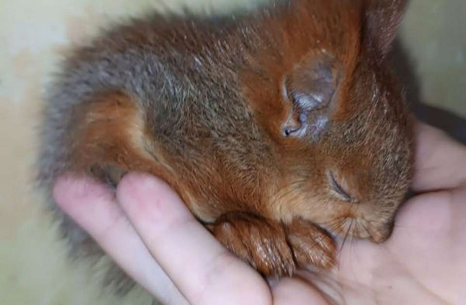 Контуженную белочку спасли от гибели воронежские волонтёры