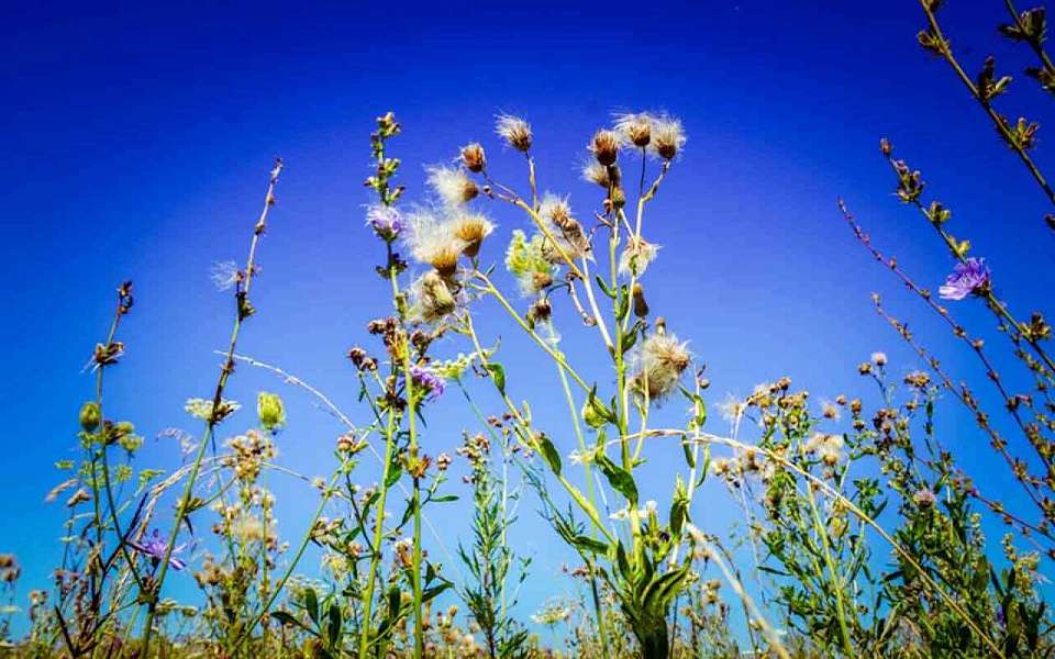 Жара до +31 градуса накроет Воронежскую область