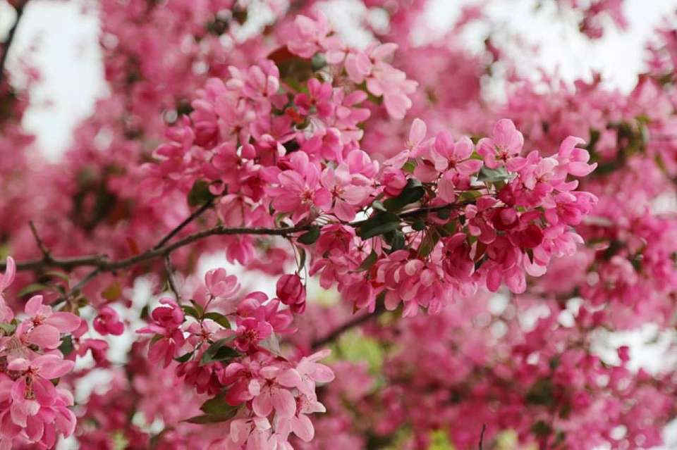 Раннее наступление весны спрогнозировал главный воронежский синоптик