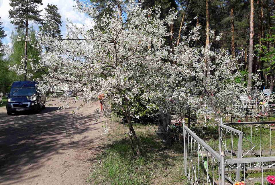 Вопрос расширения кладбищ в Воронеже стал одним из главных при обсуждении в мэрии