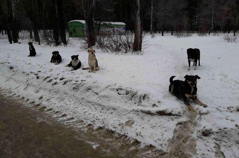 В парке «Оптимистов» в Воронеже бездомные собаки покусали прохожего