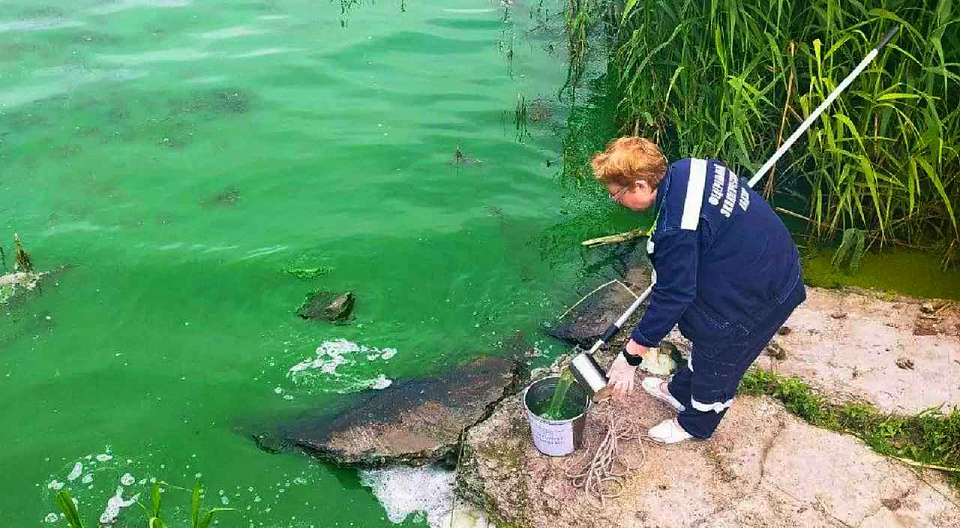 После жалоб воронежцев отбор проб воды взяли экологи в позеленевшем Масловском затоне