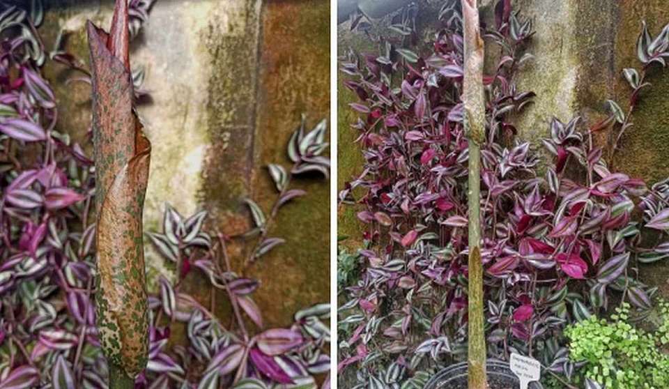 Дьявольский язык с запахом разложения зацветает в Воронеже