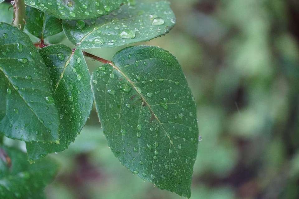 О погоде на вторник, 6 мая, в Воронежской области рассказали синоптики