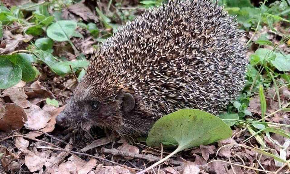 Воронежцы буквально спасли запутавшегося в сетке ёжика
