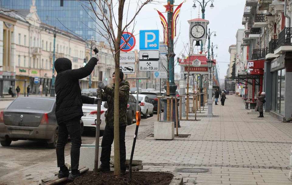 Начали высаживать клёны на проспекте Революции в Воронеже