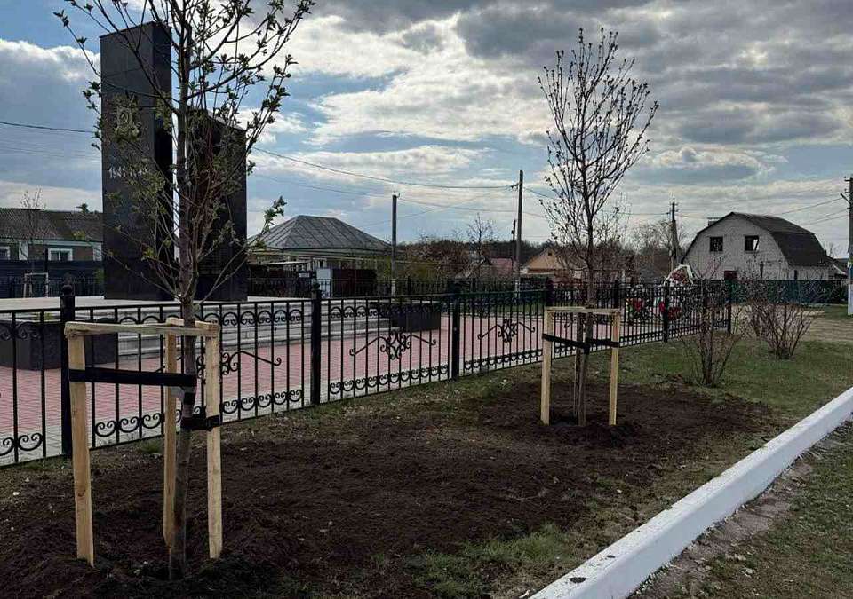 На территориях мемориальных комплексов в Воронеже продолжают высаживать деревья