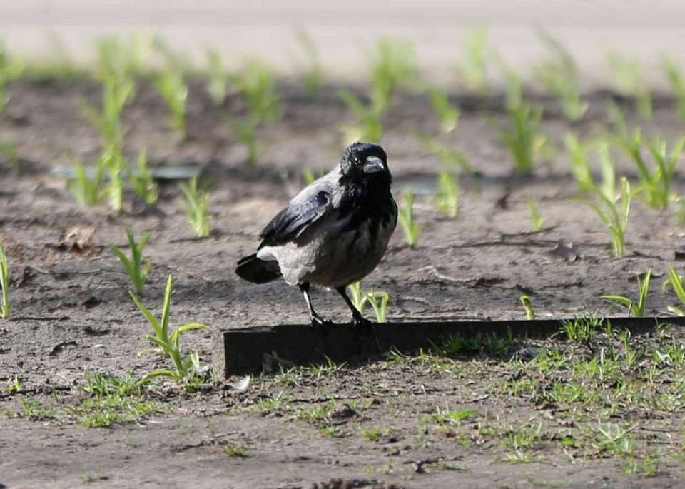О погоде на праздничные мартовские выходные рассказали воронежские синоптики