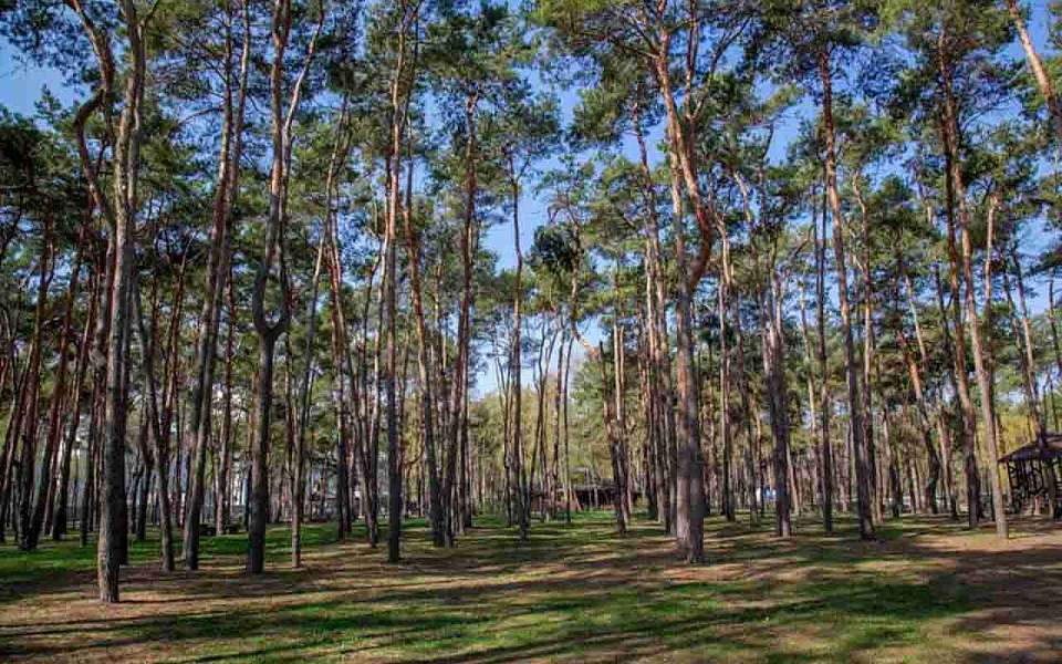 На бесплатные спортивные мероприятия пригласили воронежцев 10 ноября в парки города
