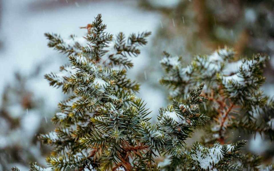 Пасмурный и теплый день ожидает 24 февраля воронежцев