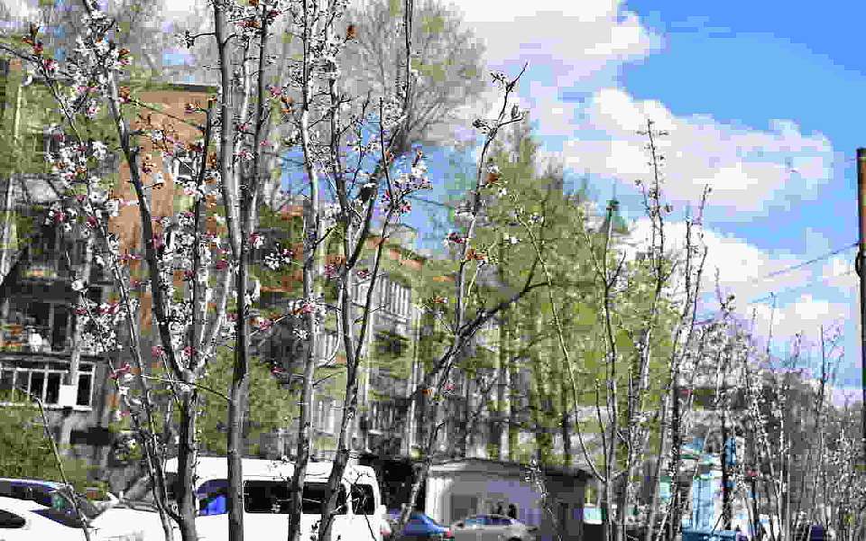 В Ленинском районе зацвел тот самый фруктовый сад