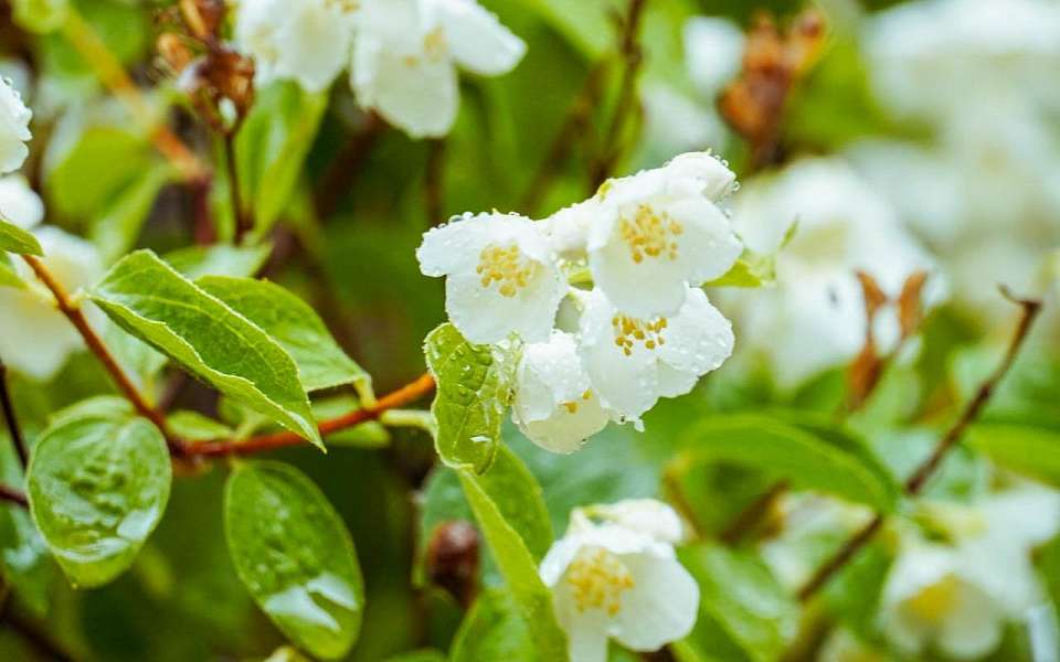 Тепло до +22 градусов вернется на майские праздники в Воронежскую область