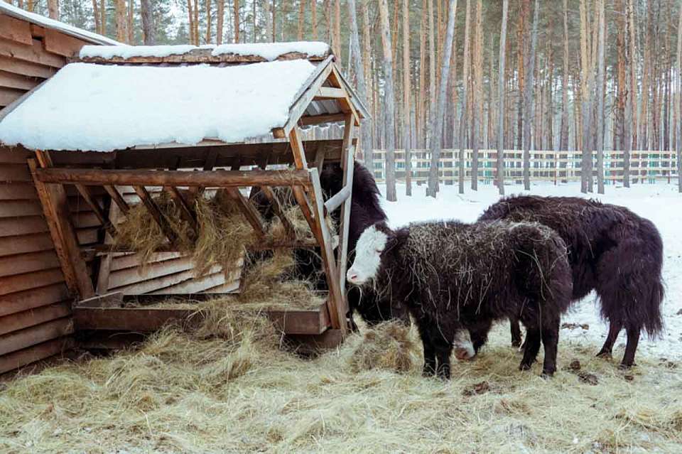 Воронежцев пригласили на новогодний праздник в питомник «Червленый Яр»