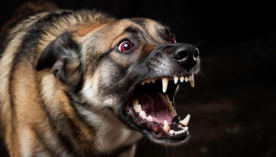 Карантин по бешенству введён в селе Пески Воронежской области из-за больной собаки