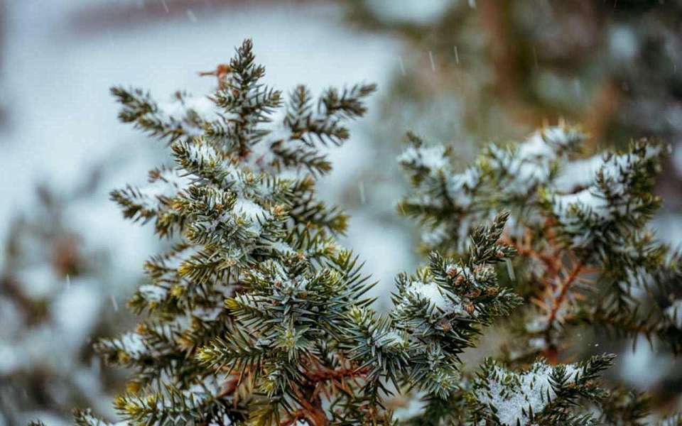 Снег с дождем в первую рабочую неделю весны ожидается в Воронежской области