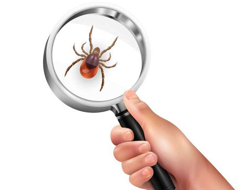 Свыше 300 воронежцев пострадали от укусов клещей