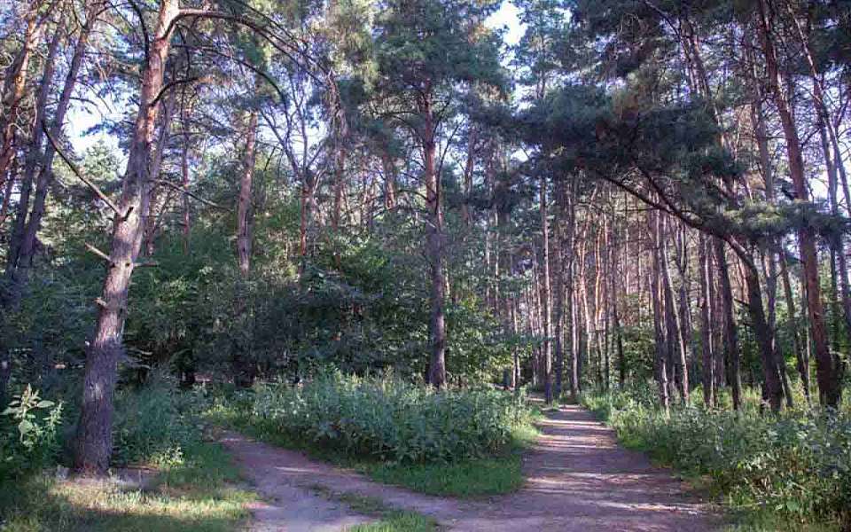 Запрет на въезд в леса продлили до 25 сентября в Воронежской области