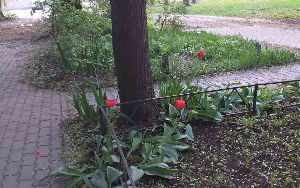 До -3 градусов в начале мая упадет температура воздуха в Воронежской области