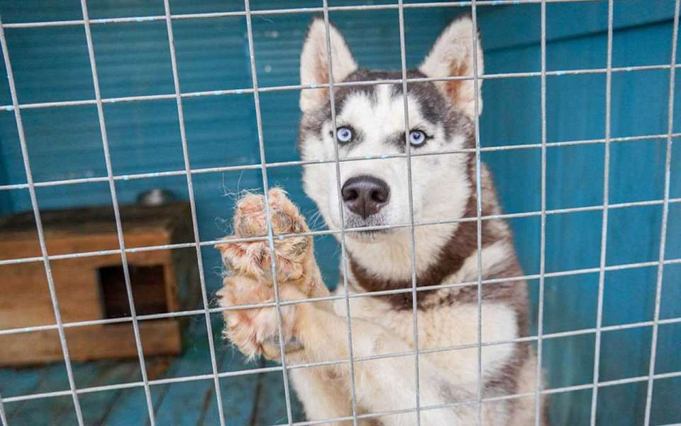 Власти опровергли сообщения об убийстве собак на улице Крынина в Воронеже