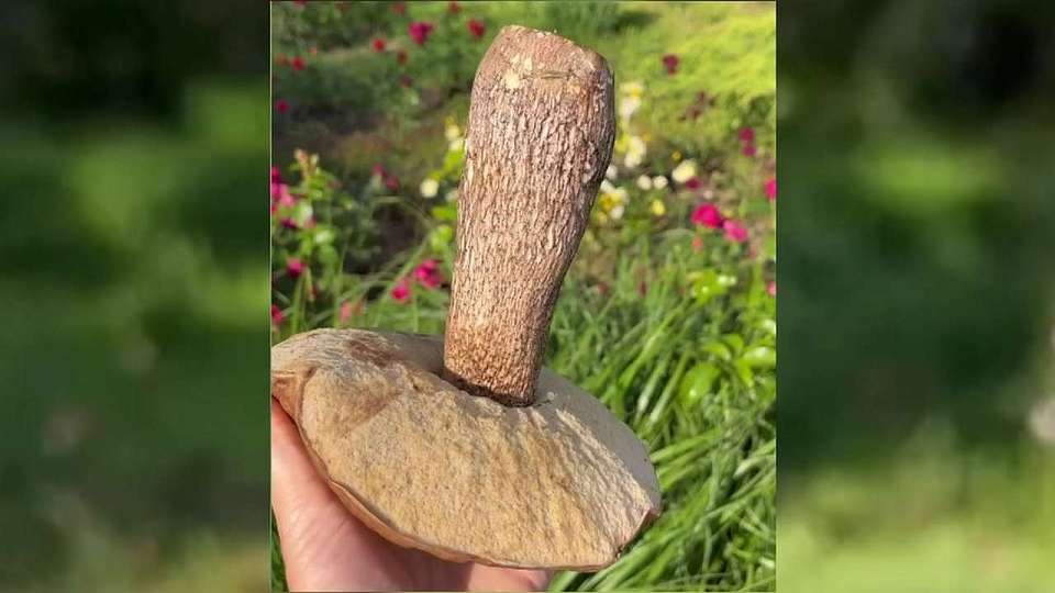 В воронежском ботаническом саду нашли огромный подосиновик