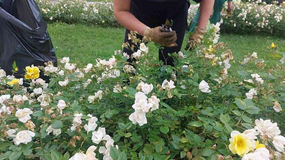 Свыше 100 кустов роз отправятся из Воронежа на Донбасс