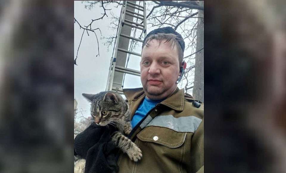 Застрявшего на дереве кота сняли спустя двое суток под Воронежем