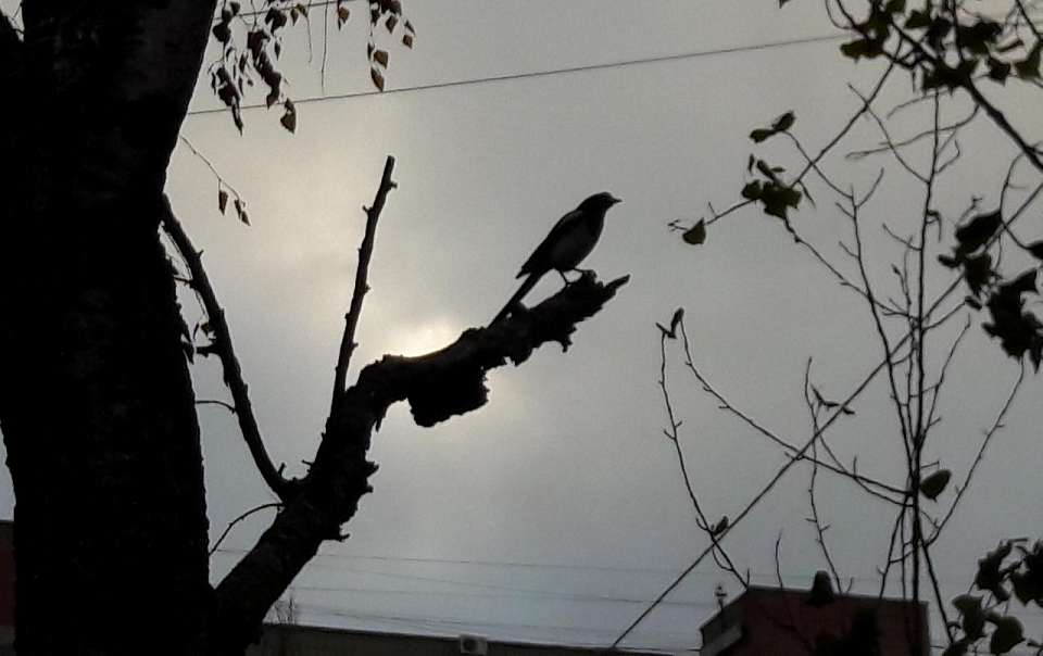 Воронежцев приглашают поддержать акцию «Сохраним птиц» на Благовещение